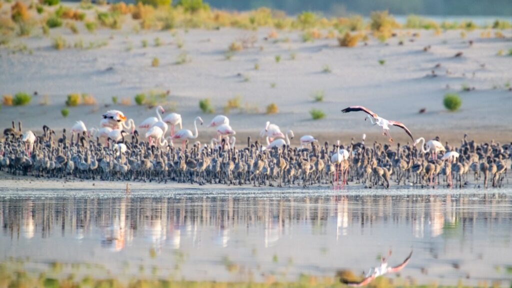 Al Wathba Wetlands