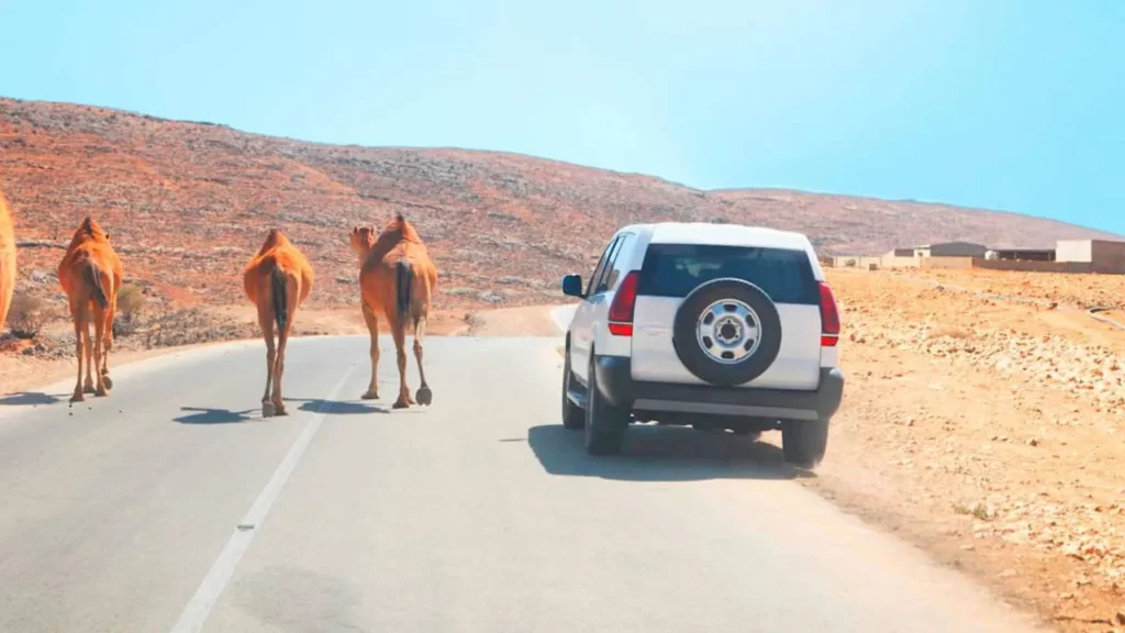 driving from dubai to oman